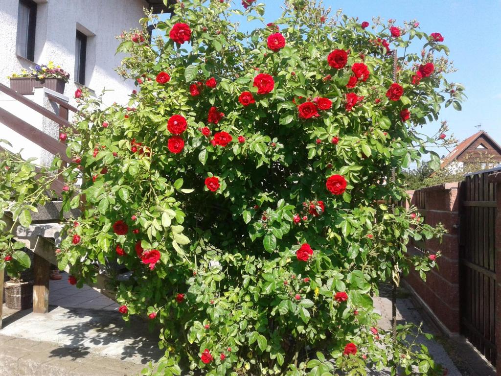 Penzion u Ježků - image 7